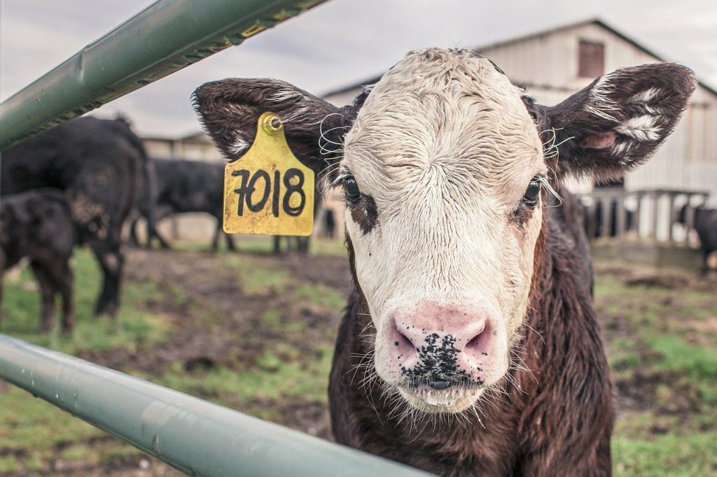 vache